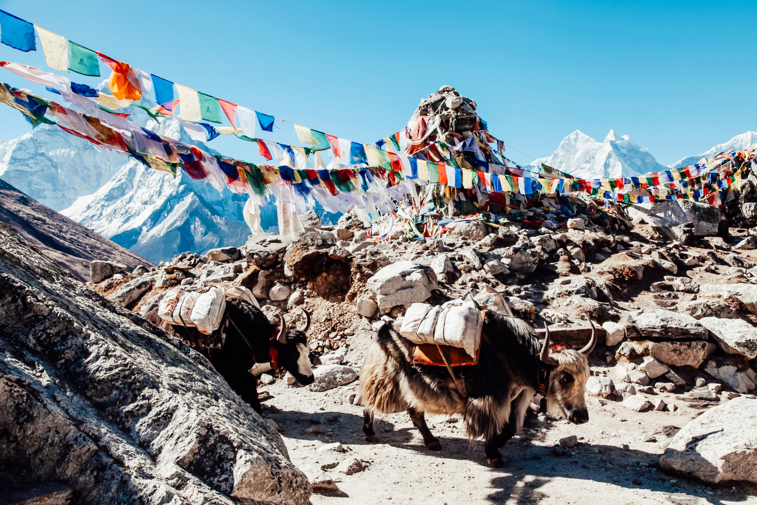 Cute yak against the background of mountain tops. Nepal.