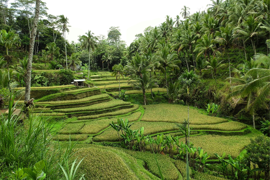 Toko Travel Bali Rijstvelden